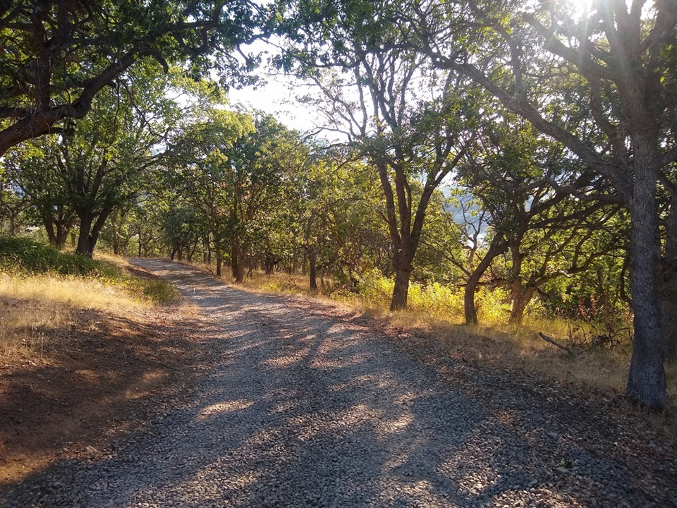 path through oak trees
